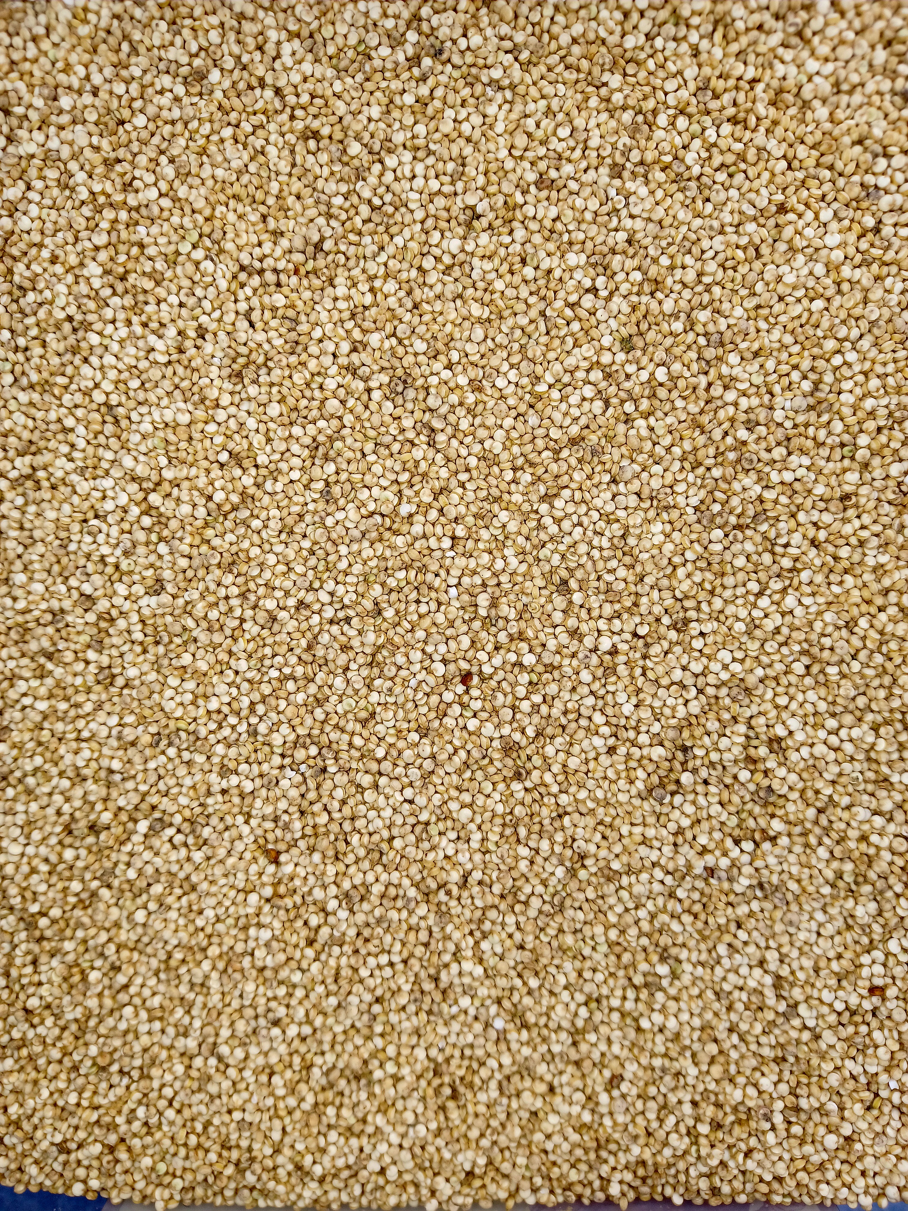 Quinoa Quinoa